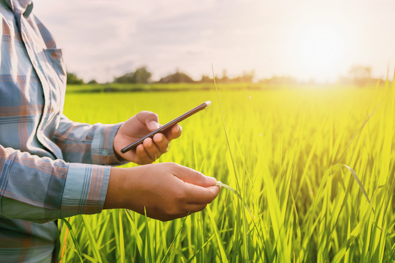 Image of a farmer using phone app in field.